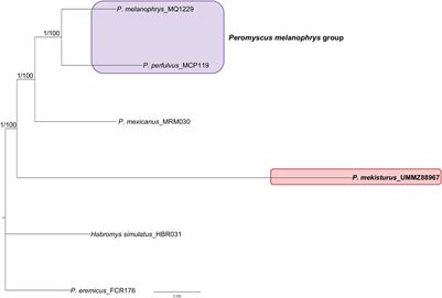 Ancient DNA From Museum Specimens and Next Generation Sequencing Help Resolve the Controversial Evolutionary History of the Critically Endangered Puebla Deer Mouse